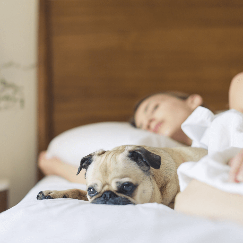 Woman sleeping in bed with a pug dog lying beside her, illustrating sleep myths affecting health.